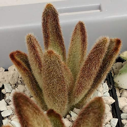 SUNNYPLANTS - Plantes Kalanchoe tomentosa Chocolate Soldat, Panda Plant, Kalanchoe, boutures Kalanchoe, plantes succulentes, plantes succulentes, boutures de plantes succulentes, plantes succulentes