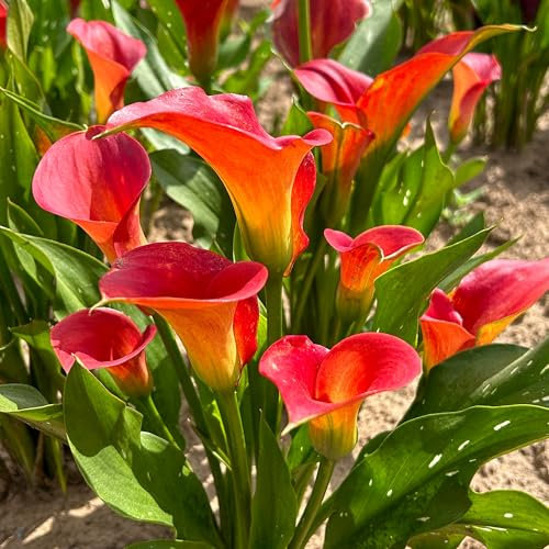 Zantedeschia Bloody Mary Calla Lily Bulbs - Summer Flowering Plants - Exotic Garden Flowers - Perfect for Borders and Containers - Outdoor Perennial Plants for Gardens (1 Bulb)