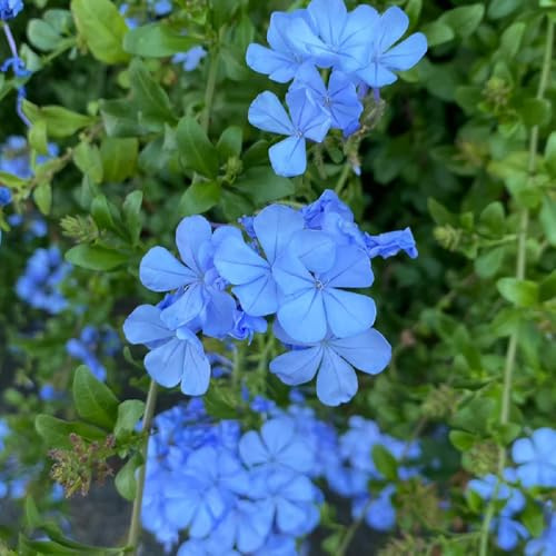 Plumbago Auriculata, alte sorten herbst deko Bleiwurz Ceratostigma plumbaginoides, blumendeko pflanzensamen seltene garten 100Samen
