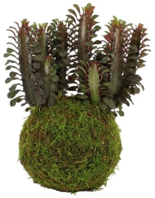 Kokedama Euphorbia Trigona Planta Viva de Interior en Bola de Musgo | DECOALIVE Decoración Natural