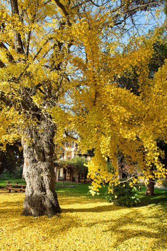 Ginkgo biloba RARA Giallo Albero fiorito Cina sementi di piante esotiche 25 semi