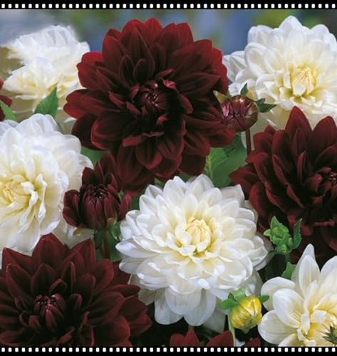 Winterhart zwiebeln, Winterhart pflanzen, Mehrjährige Blumenzwiebel ist winterhart, Blumenzwiebel Mix, Mysteriöse magische Glühbirne-2 Dahlien knollen