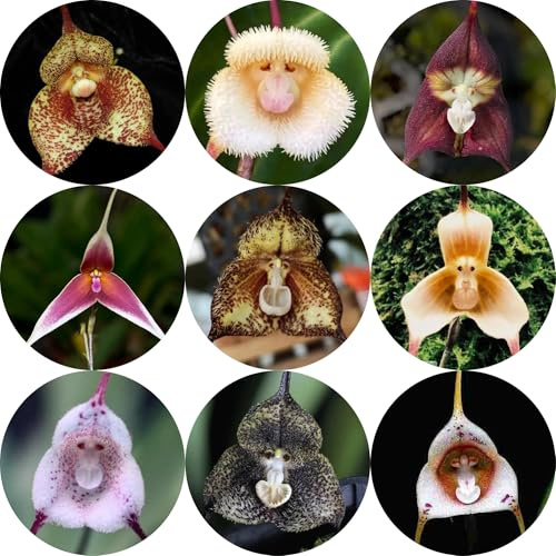 semi di orchidea scimmia - orchidea faccia di scimmia - aiuola, esotiche resistenti di orchidea dracula simia rampicanti resistenti, biologici 35pcs