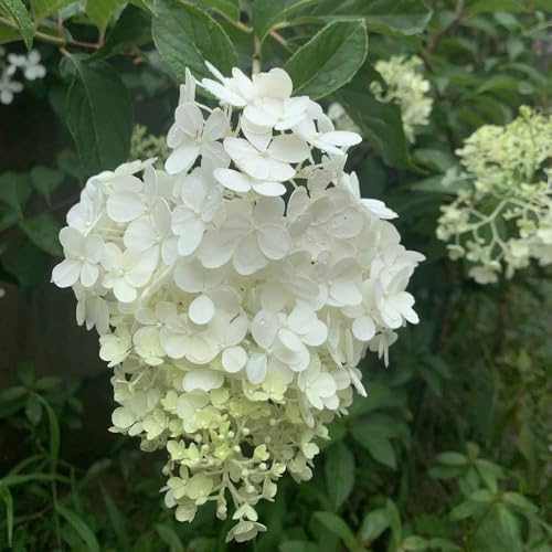 semillas de hortensia de panícula, jardín, hortensia resistentes, sombra Decoración de jardín para exteriores, alfombra 200pcs