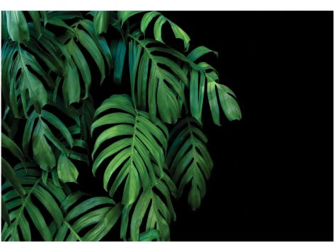 WallArena - Vlies Fototapete Monstera Blätter 368x254 cm - Fototapeten - Tapeten - für Wohnzimmer Schlafzimmer - Vliestapete Wandtapete Tapete 3D Effekt- inkl. Kleister - Natur