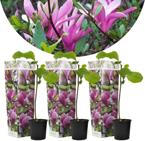 Plant in a Box - Magnolia Susan - 3er Set - Breitwüchsiger Strauch/kleiner Baum Winterhart - Lila Blüten - Topf 9cm - Höhe 25-40cm