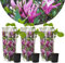 Plant in a Box - Magnolia Susan - 3er Set - Breitwüchsiger Strauch/kleiner Baum Winterhart - Lila Blüten - Topf 9cm - Höhe 25-40cm