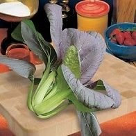 New Pack Pak Choi 'Red Choi F1' Vegetable Seeds King's Garden Seed