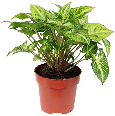 Purpurtute 'Arrow' - echte Zimmerpflanze, Syngonium Arrow - Höhe ca. 25 cm, Topf-Ø 12 cm