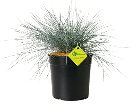 Plantì FESTUCA GLAUCA pianta vera da interno e pianta vera da esterno Elijah Blue, Festuca azzurra. Piante sempreverdi da vaso o piante vere da esterno versatili Diametro vaso 19 cm