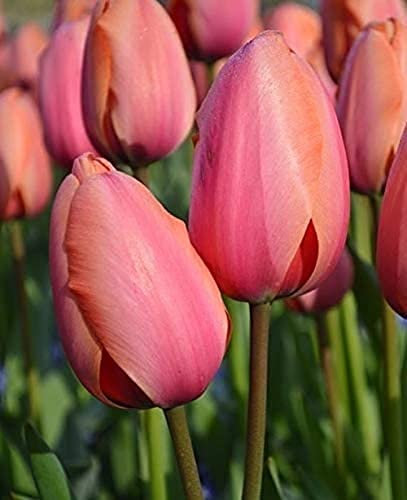 10PCS Tulip Bulbi Giardino Di Casa Giardinaggio Piantare a Fioritura Colori Elegante