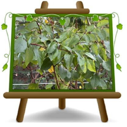 EURO PLANTS VIVAI Porte-greffe Gisela 5® pour Cerisier Nain en Pot Ø 20 cm *Hauteur : 150~170 cm. — 2 Ans — Pépinière Italienne