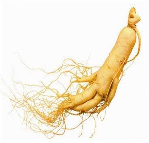 Giardino 100 Stück Frutta semi di erbe al ginseng Americano Bianco semi di ginseng Americano piante bonsai semi per la casa e amp;
