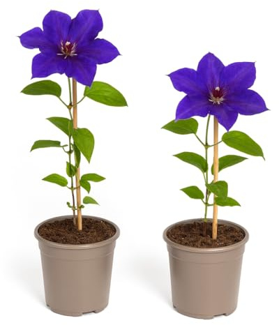 Exotenherz Kletterpflanzen - Clematis The President - 2er Set - 11cm Topf