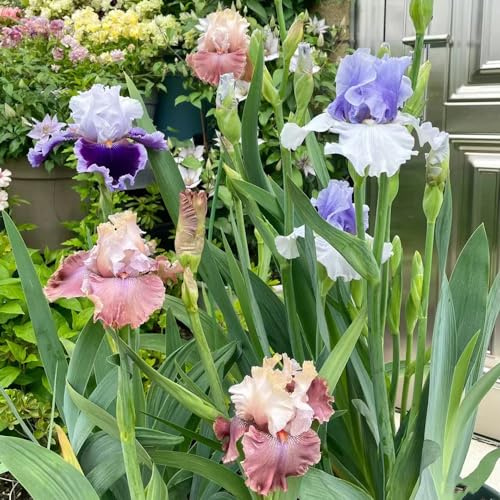 Bulbi di iris perenni resistenti - balcone, esterno tappezzanti esotiche 10pcs