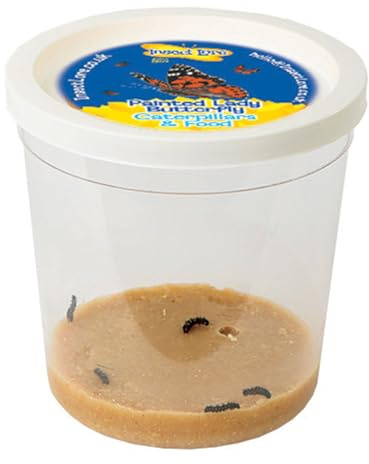 Insect Lore - Schmetterlingsgarten Raupennachfullset - 1 Becher