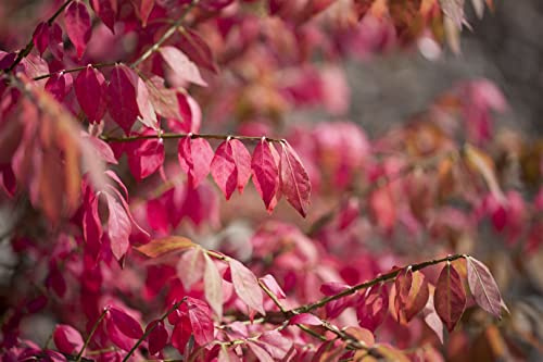 Flügel-Spindelstrauch Euonymus alatus 40-60 cm winterhart Heckenpflanze | leuchtend rote Herbstfaerbung, schnittvertraeglich, sonnig bis halbschattig, ideal fuer Beet und Kuebel, robust im Wuchs