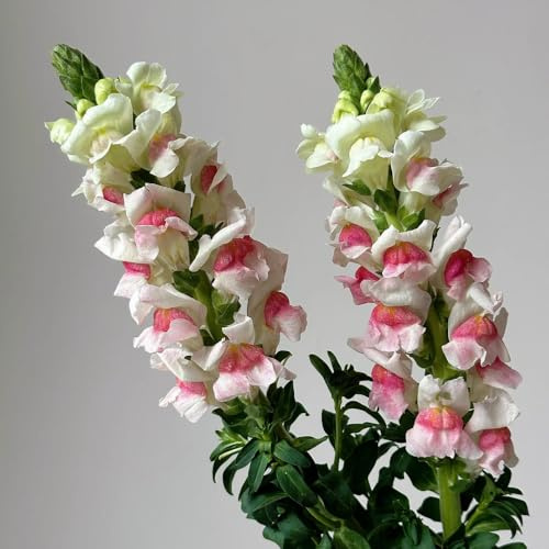 semillas de boca de dragón resistentes - semillas variedades antiguas, flores resistentes semillas de plantas de boca de dragón, Semillas de pradera de flores perennes, decoración de 180pcs