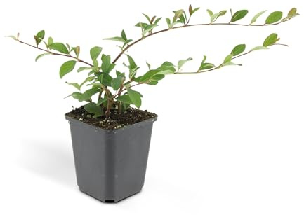 Kriechmispel Cotoneaster dammeri 'Major' 9cm Topf Set mit 12 Pflanzen