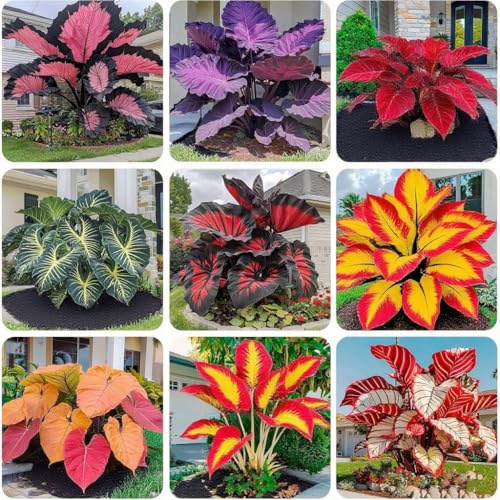Hosta Seeds for Planting, 299+ Mixed Rare Perennial Hosta Seed, Heirloom Non-GMO Hosta Seeds for Bonsai Decoration, Home Garden
