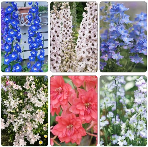 delphinium semi balcone parterre decorazione semi ufficio giardino balcone 600pcs