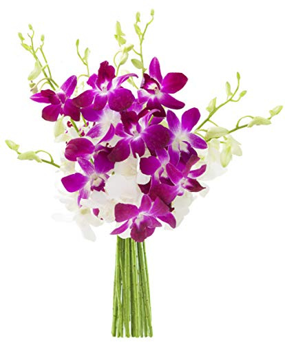 KaBloom - Exotic Opal Orchid Bouquet of Purple and White Orchids without Vase - Fresh Flowers for Birthday, Valentine's & Mother's Day