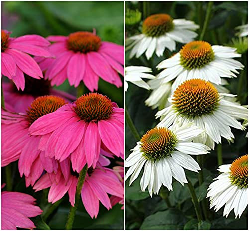 Echinacea 'Pink and White Mix' x 6 Plug Plants Hardy Perennial 'Coneflower'