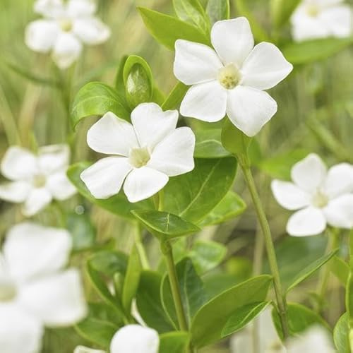Vinca minor 'Alba' Bodendecker 6 Pflanzen Ø9 cm 10-25 cm | immergrün, pflegeleicht und sonnig/schattig, winterhart, für Beet und Kübel