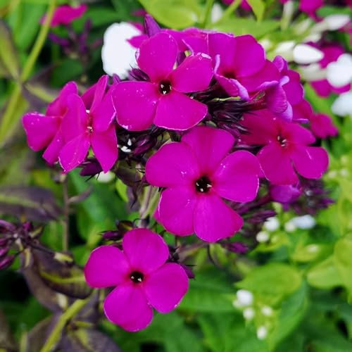 Pianta vera di Phlox paniculata Adessa Special Deep Purple - Diametro Vaso Ø 19 cm