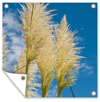 MuchoWow Poster exterieur Plantes - Herbe de la pampa - Air Decoration murale 100x100 cm Résistant aux intempéries/soleil