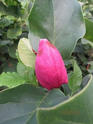 Magnolia March Till Frost - Tulpenmagnolie March - 80-100