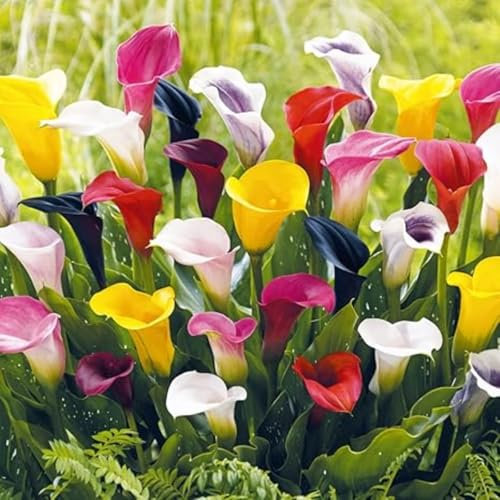 Calla Lily Bulbs,Garden Flowers,Calla Lily Bulbs for Planting Now UK,Cut Flowers,Wedding Flowers,Plant Bulbs,Hardy Perennial,Strong Plants That Grow Well.-4bulbs-F