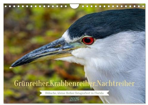 Grünreiher - Krabbenreiher - Nachtreiher (Wandkalender 2026 DIN A4 quer), CALVENDO Monatskalender: Drei kleine, kompakte Reiherarten, die nicht dem ... werden vorgestellt. (CALVENDO Tiere)