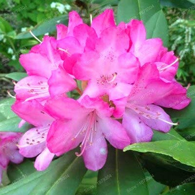 Graines De Fleurs De Rhododendron Fraîches À Planter En Rose Ensemble De 100 Pièces