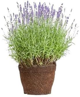 Lavanda Natural Planta para Principiantes Fácil de Cuidar