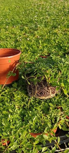 Planta Lippia Nodiflora- Tapizante de terreno natural -Alfombra de planta natural- Rastrera Tapizante- Bajo mantenimiento - Exterior X30 Unidades