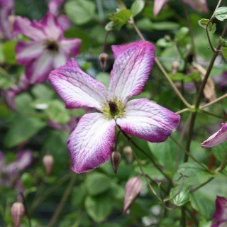 Clematis viticella 'Minuet' 200–300 cm – Winterhart, Mehrjährig, Pflegeleicht – Italienische Waldrebe – Kletterpflanze für Pergola & Rankhilfe