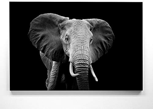Atemberaubend, Elefant Bild schwarz weiß - als 120x90cm große XXL Leinwand. Tolles Wandbild als Hintergrund und Deko für Wohnzimmer & Schlafzimmer. Fertig aufgespannt auf 4cm Holz-Keilrahmen