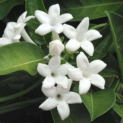 Grüner Verkäufer Semi di Fiori Jasmin De Madagaskar (Stephanotis Floribunda) Z520 Cera Semi di Fiori Decorazione del Giardino Pianta 20 Pz F99