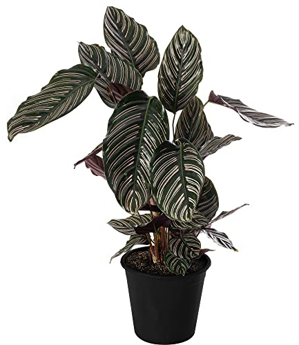 Calathea Ornata Große Zimmerpflanze Echter Immergrün Groß Selten
