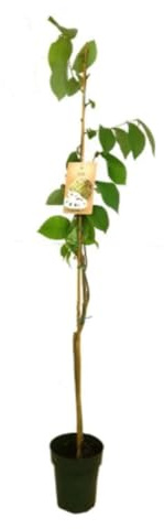 Planta natural Chirimoyo, 140-150 cm. Árbol frutal de hojas verdes y fruto dulce, cremoso y aromático, conocido como chirimoya. Segura Garden