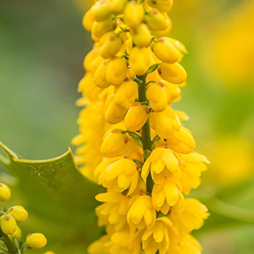 Hardy Evergreen Drought Tolerant Shrub Outdoor Garden Mahonia Yields Fragrant Yellow Flowers and Spikey Foliage 1 x Winter Sun Variety in 9cm Pot by Thompson & Morgan