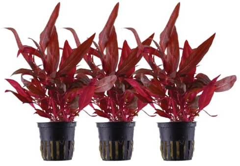 AquaOne Aquarium Pflanze 3 Stück Alternanthera reineckii 'Rosanervig' | Wasserpflanze Aquariumpflanze Stängelpflanze voll durchwurzelt einfach pflegeleicht Aquascaping Dekoration