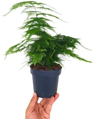 Garden Center Shop | Planta Natural Esparraguera (Asparagus Setaceus Plumosus) M12 20 cm | Follaje Fino y Decorativo | Ideal para Interior | Purifica el Aire | Fácil de Cuidar