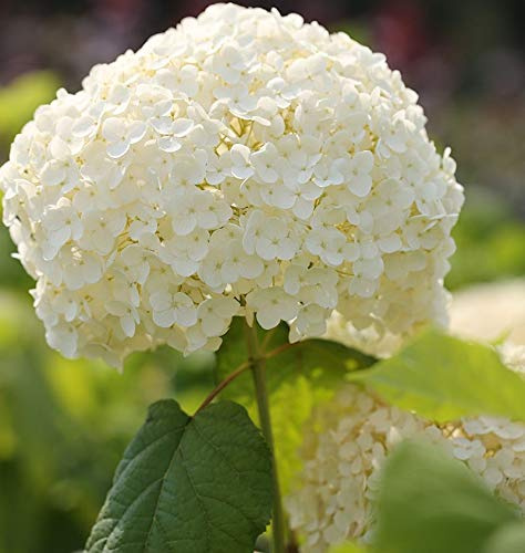 Ballhortensie Strong Annabelle 40-60cm - Hydrangea arborescens - lebende Gartenpflanze aus den Baumschulen