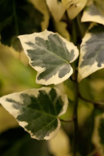 Hedera algeriensis 'Gloire de Marengo' 40-60 cm – Immergrün, Mehrjährig & Pflegeleicht – Algerischer Efeu – Kletterpflanze für Rankhilfe & Kübel