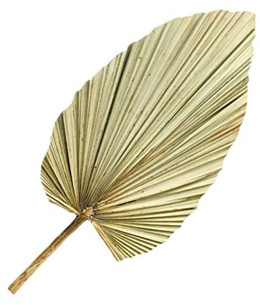 Cabilock 1 Pieza Decoración De La Hoja De Ventilador De Girasol Tropical Seco Hoja De Palma Seca Largo Hojas Palma Seca Licencia De Madera Olive Green