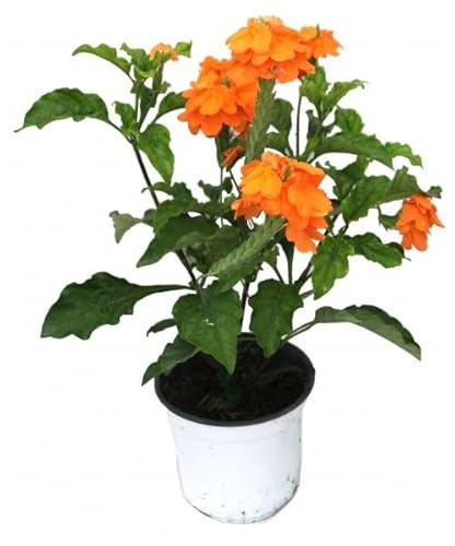 Crossandra Planta Natural con Flores Naranjas de Cultivo Exterior