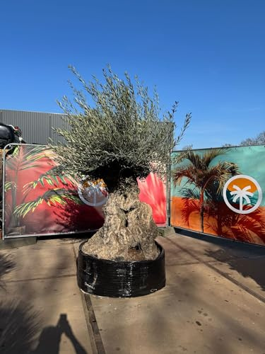 Sunny Tree - Ulivo - Olea Europaea - Olea Europaea - Albero d'olivo resistente - Bonsai 250 cm - 275 anni - Fruttazione