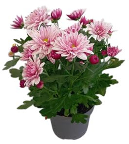 Planta de Margarita Común Arbusto Floral Resistente Natural y de Larga Vida